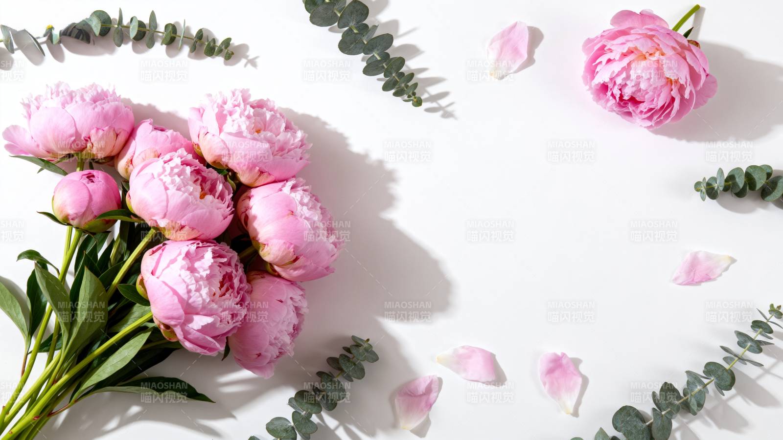 粉嫩牡丹静谧绽放图片