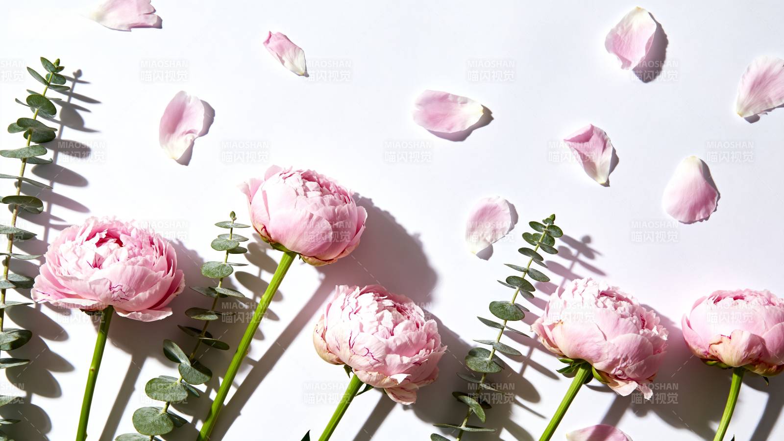 粉玫瑰与绿叶静谧美图片