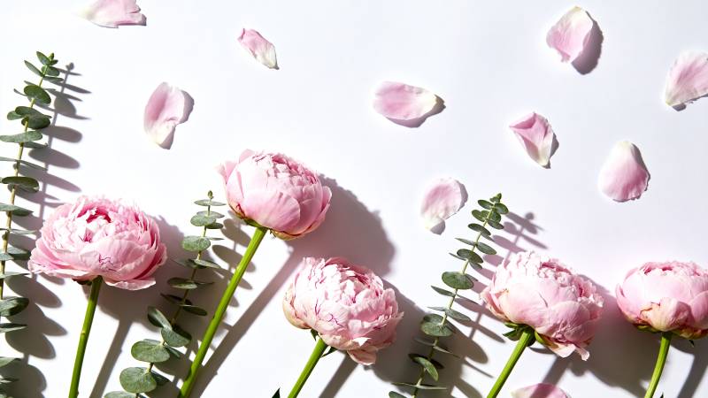 粉玫瑰与绿叶静谧美图片