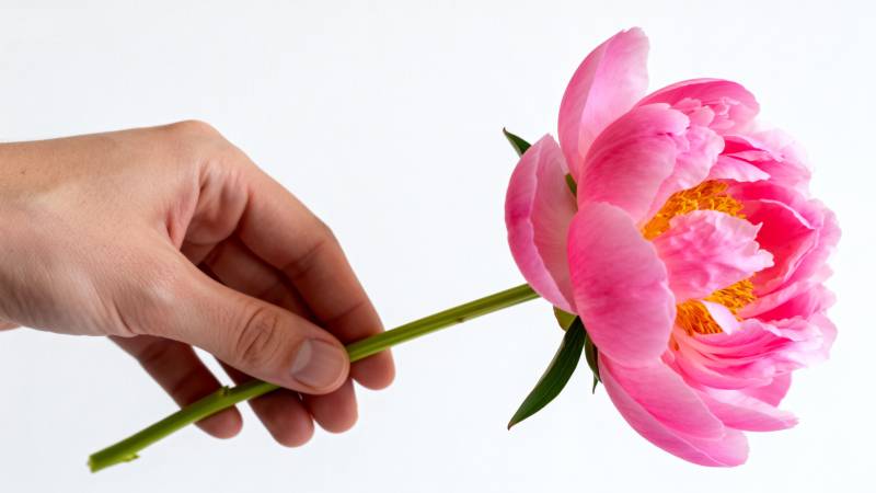 手捧粉红牡丹花图片