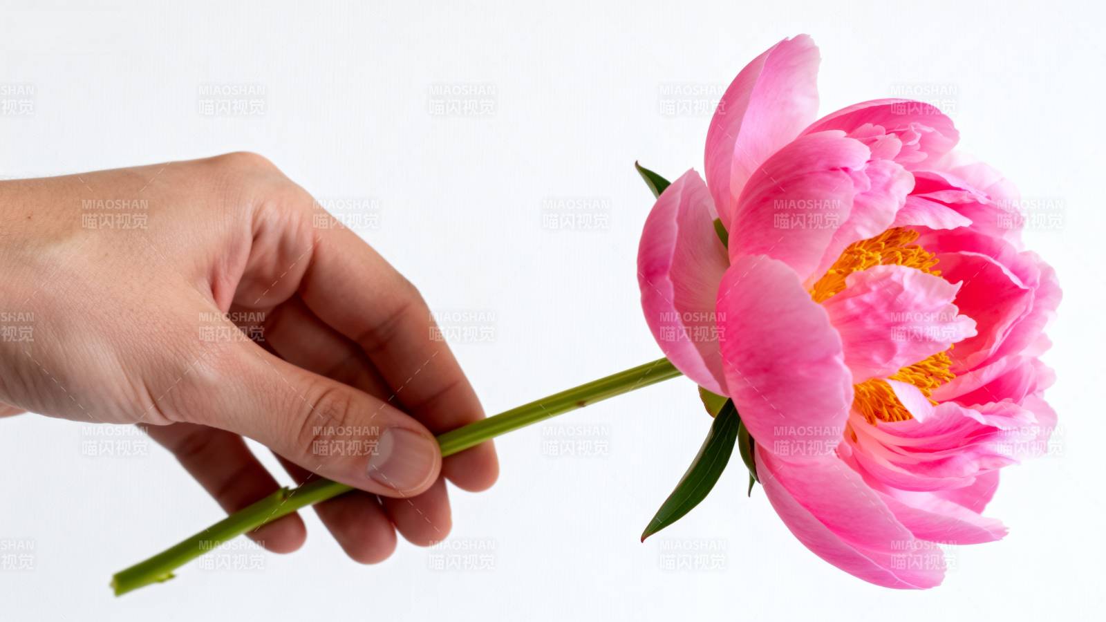 手捧粉红牡丹花图片