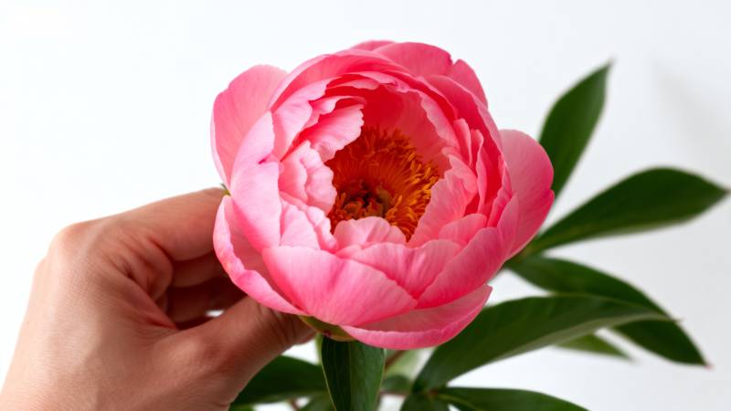 手捧粉红牡丹花图片