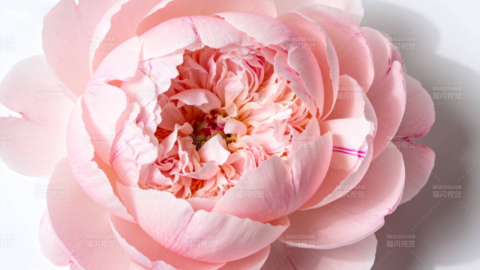 粉嫩牡丹绽放图片