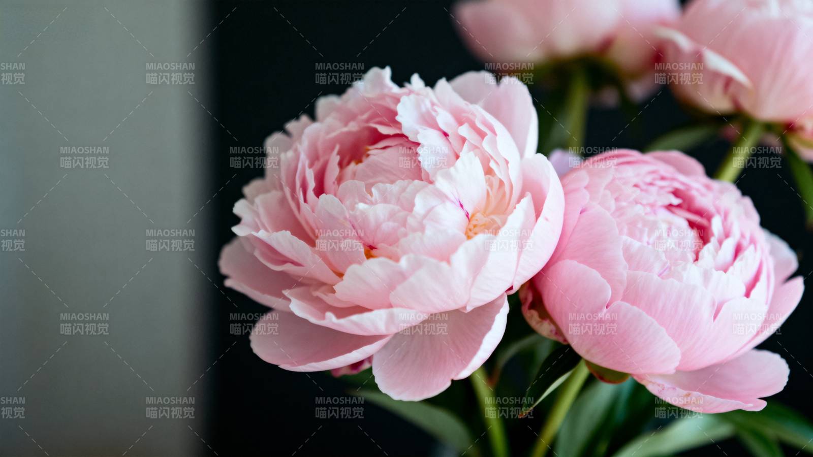 粉嫩牡丹绽放图片