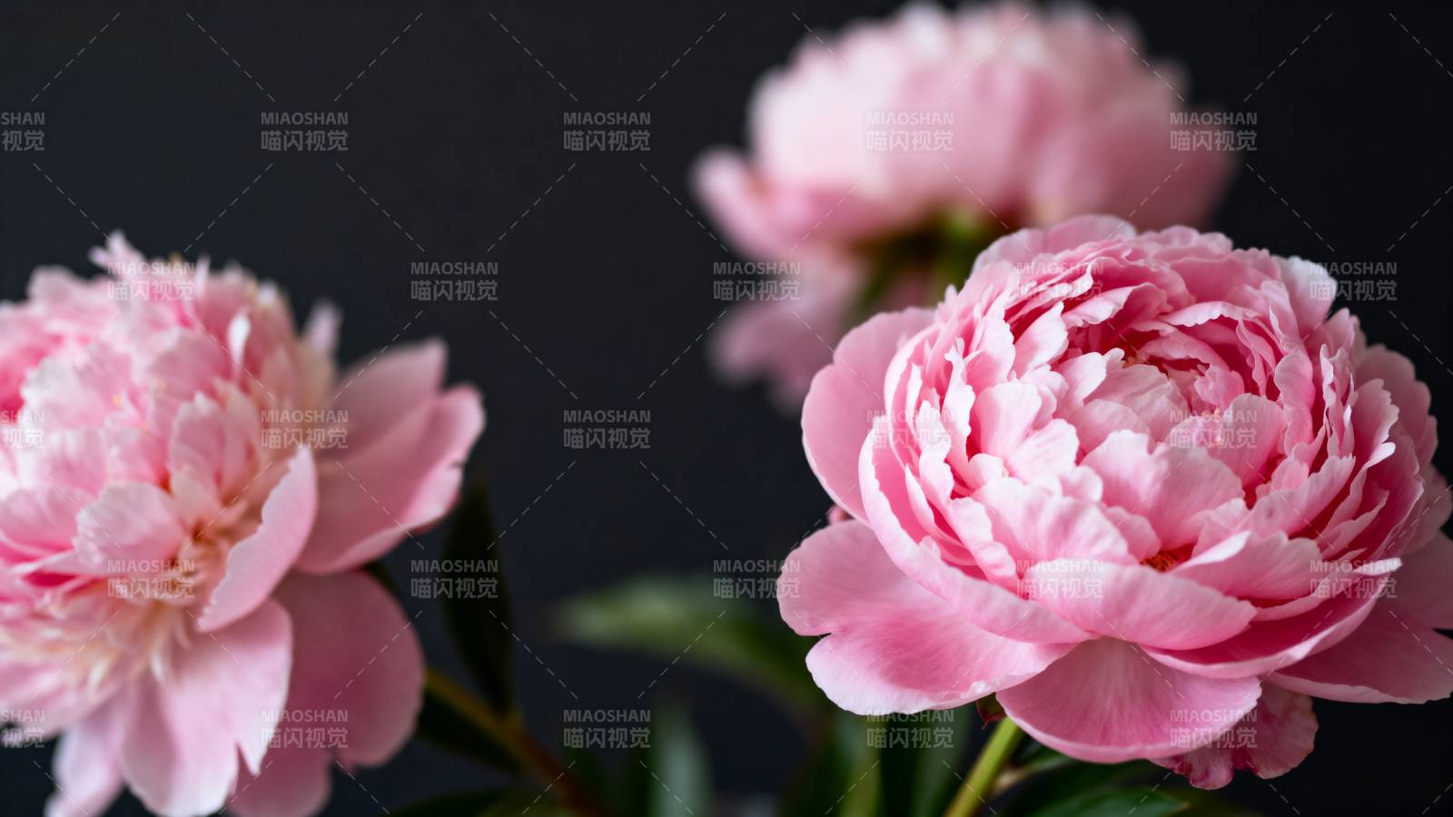 粉嫩牡丹绽放图片