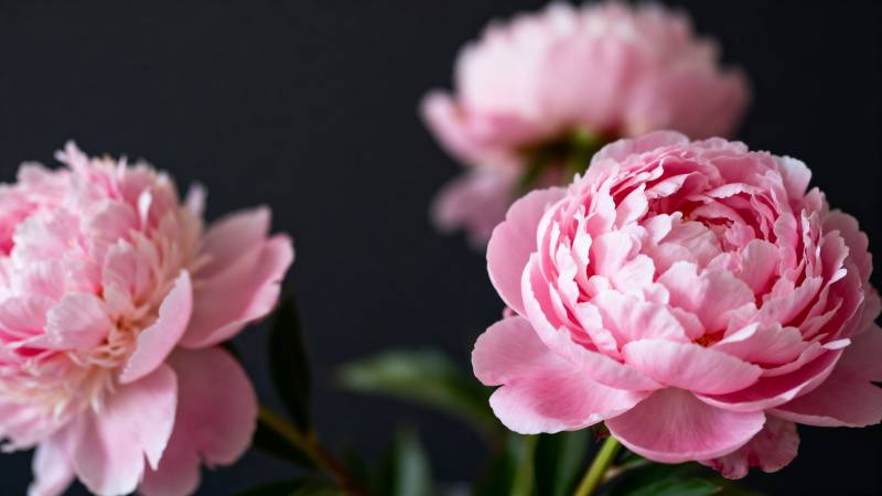 粉嫩牡丹绽放图片