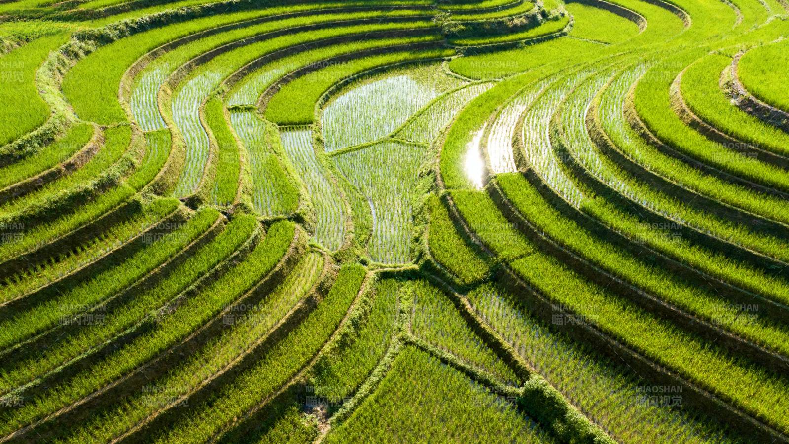 梯田绿浪图片