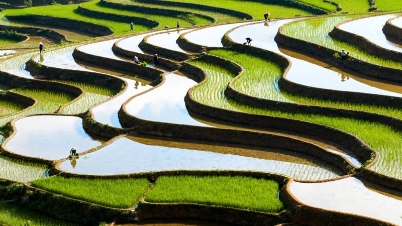 梯田如画 绿波荡漾图片