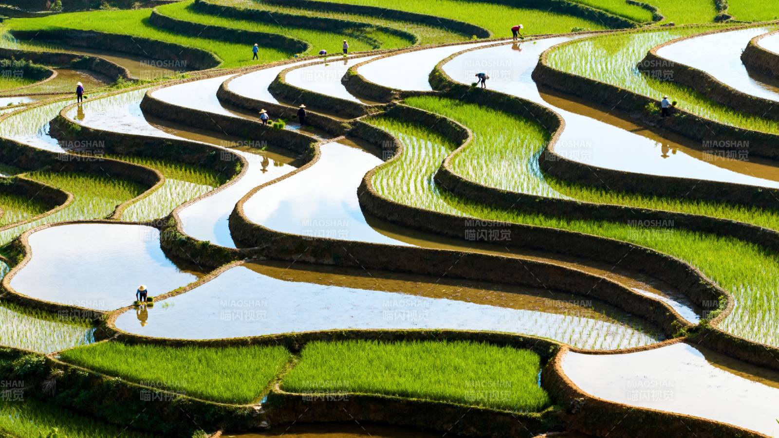 梯田如画 绿波荡漾图片