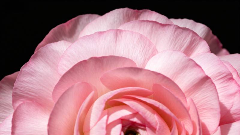 粉玫瑰绽放图片