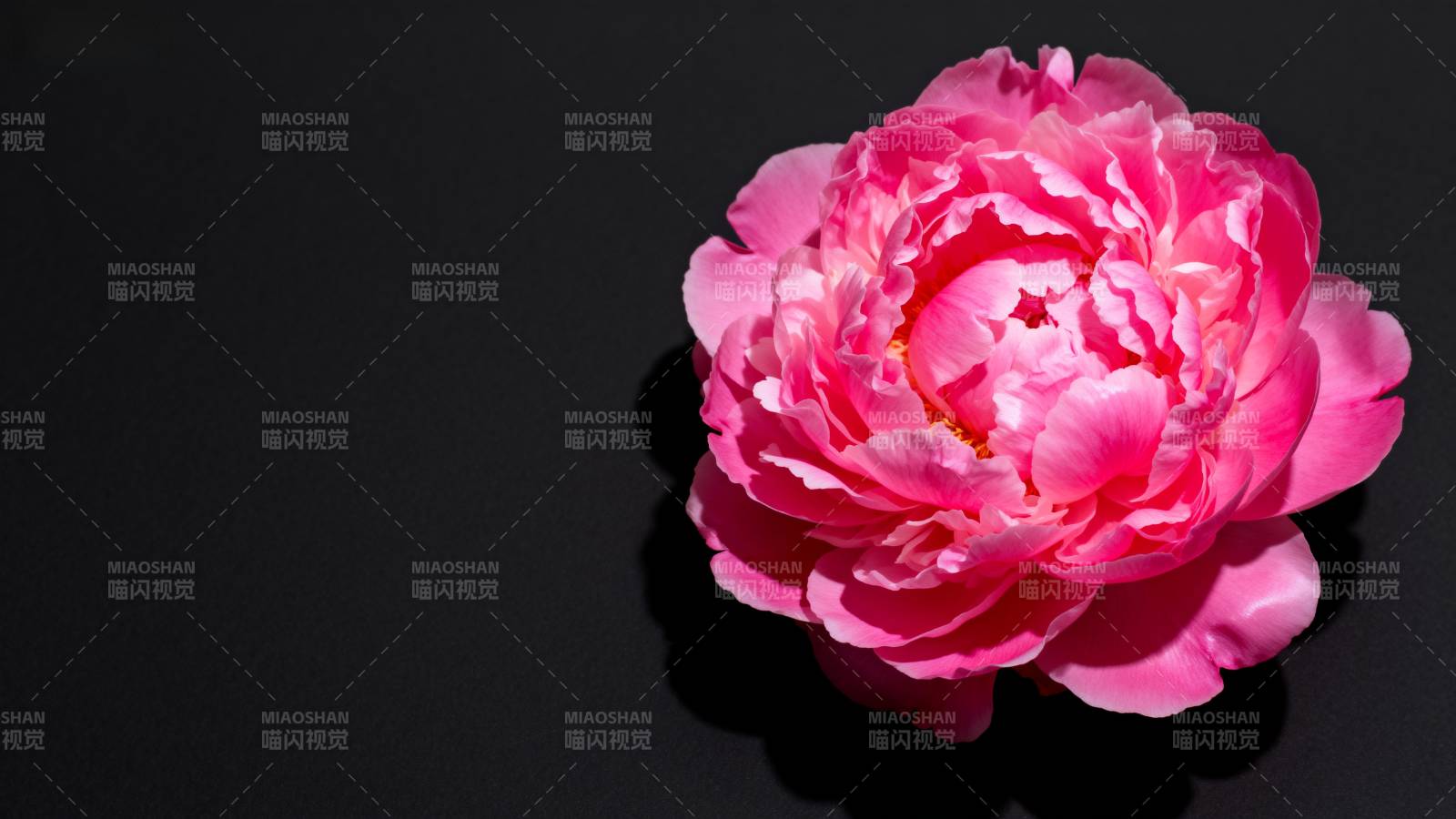 粉红牡丹绽放图片