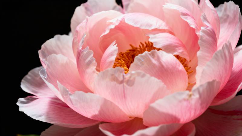 粉嫩牡丹绽放图片