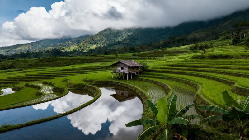 梯田云影屋舍图片