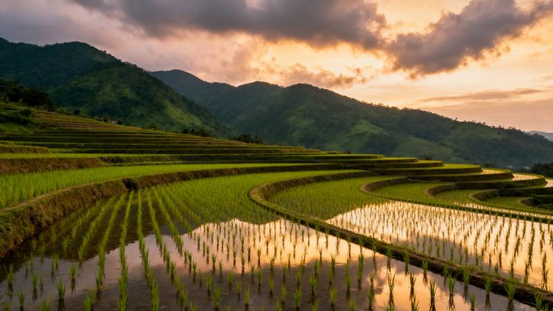 梯田夕照图片