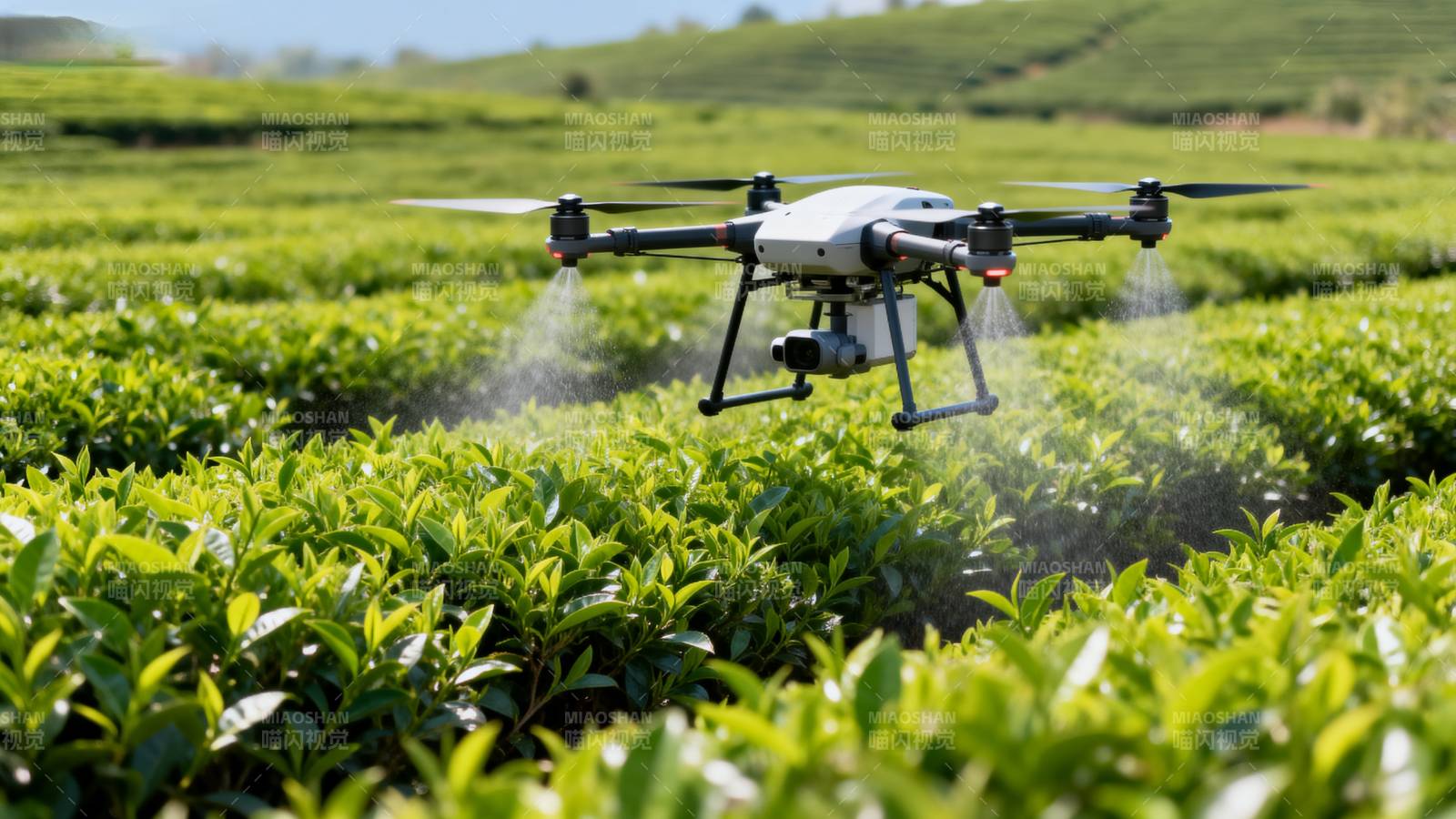 无人机喷洒茶园图片