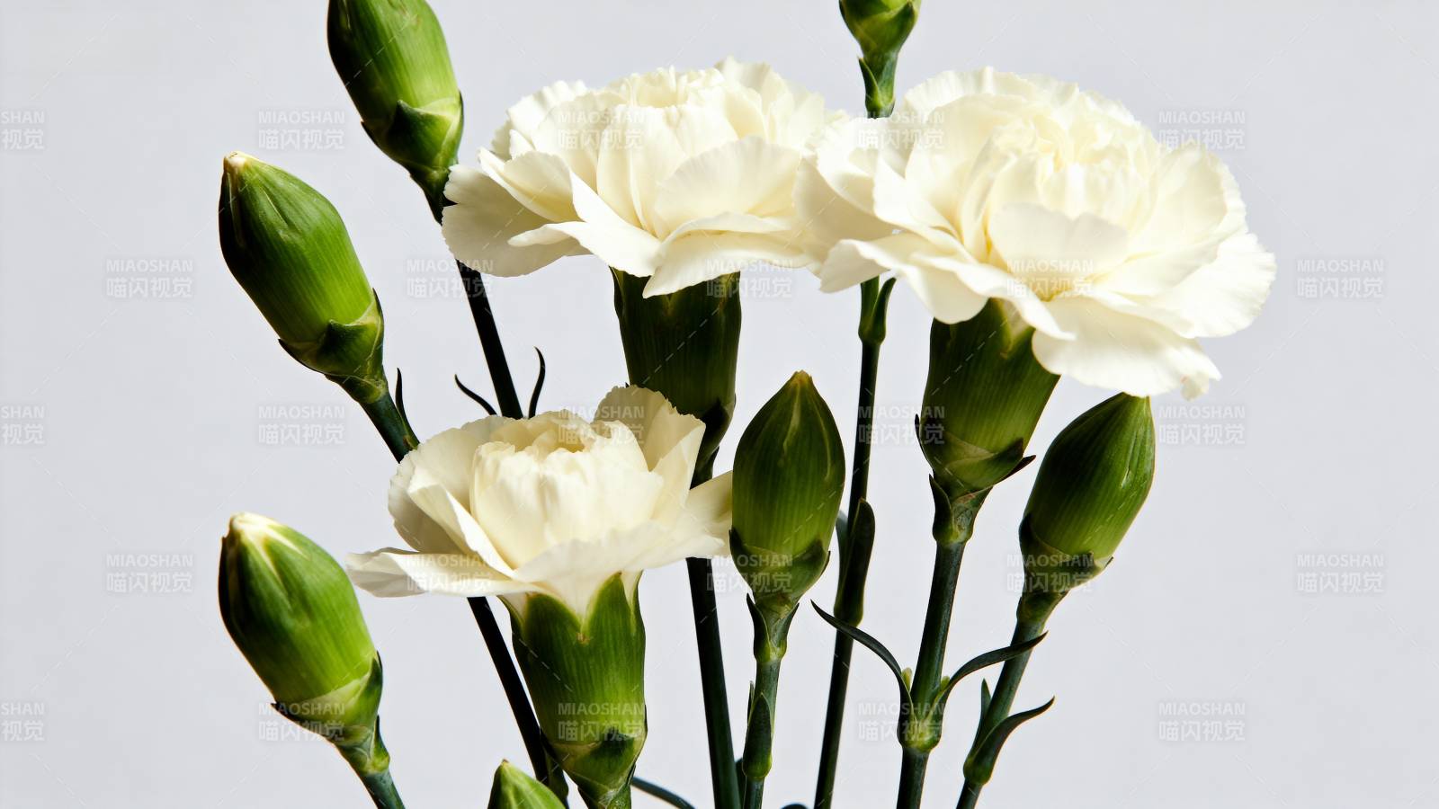 洁白康乃馨绽放图片