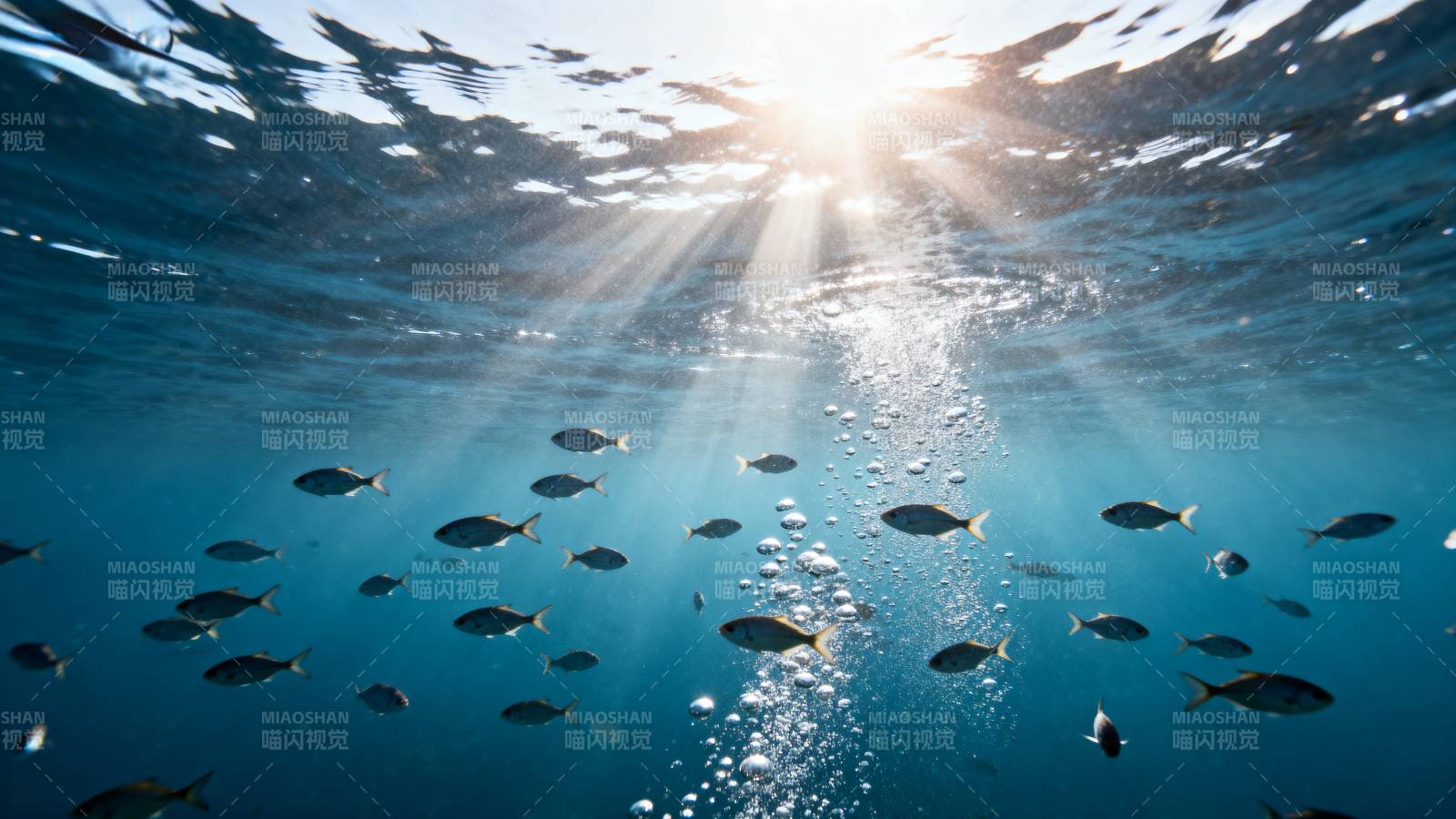 阳光穿透水面 鱼群游弋图片