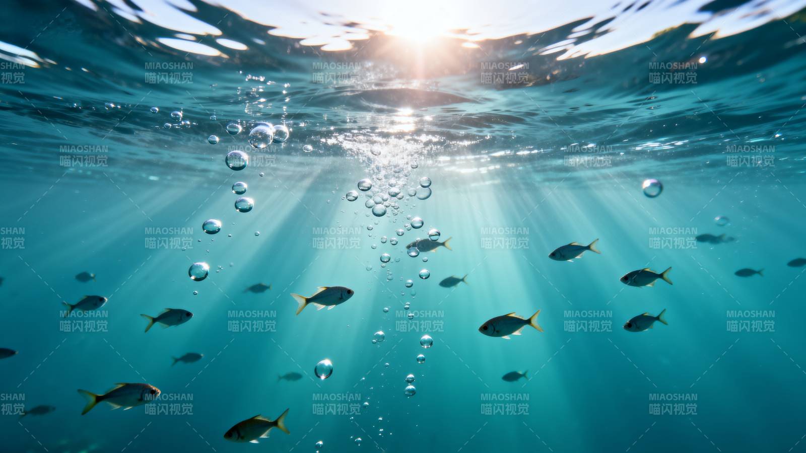 海底鱼群游弋图片