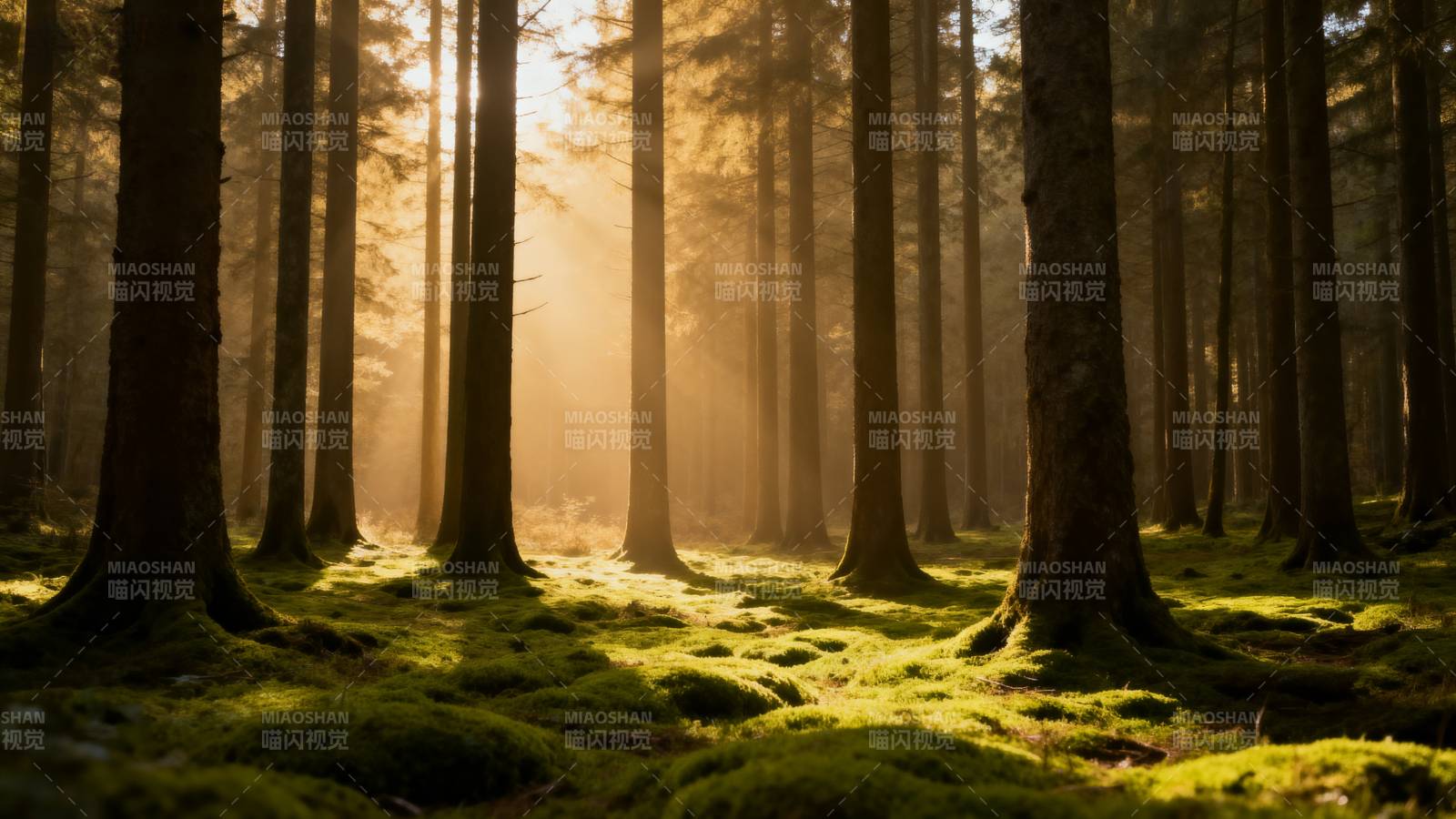 晨光穿透森林图片