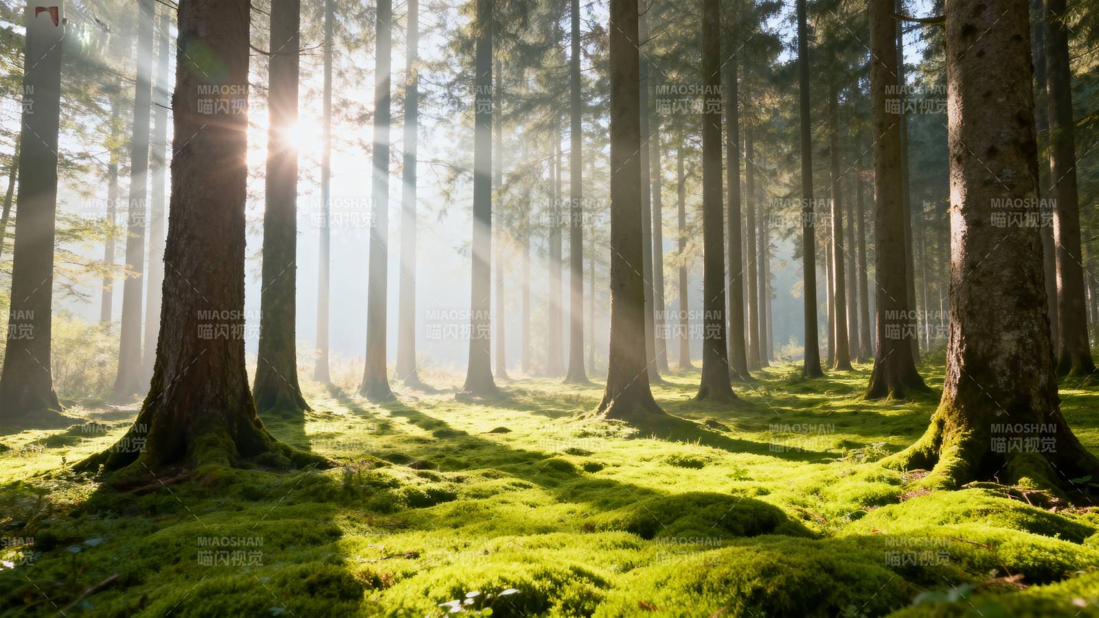 晨光穿透森林图片