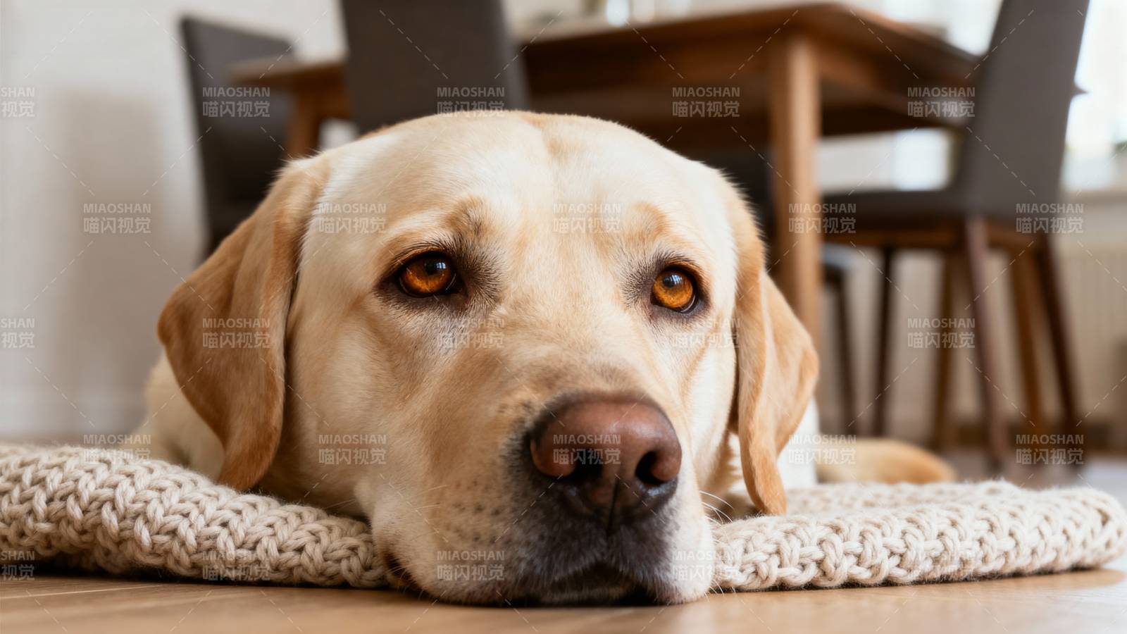 黄狗安静躺卧图片