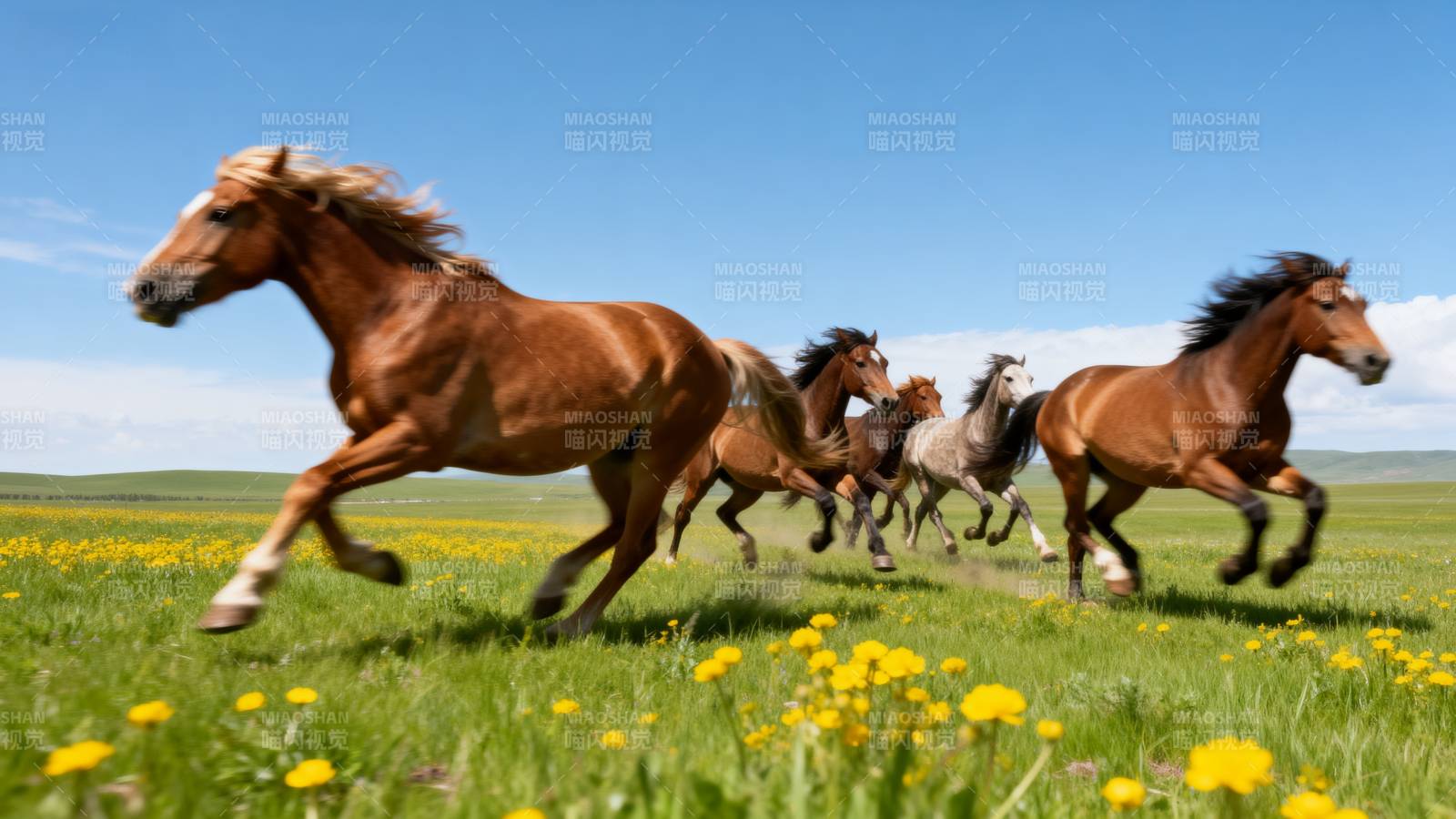 骏马奔腾草原图片