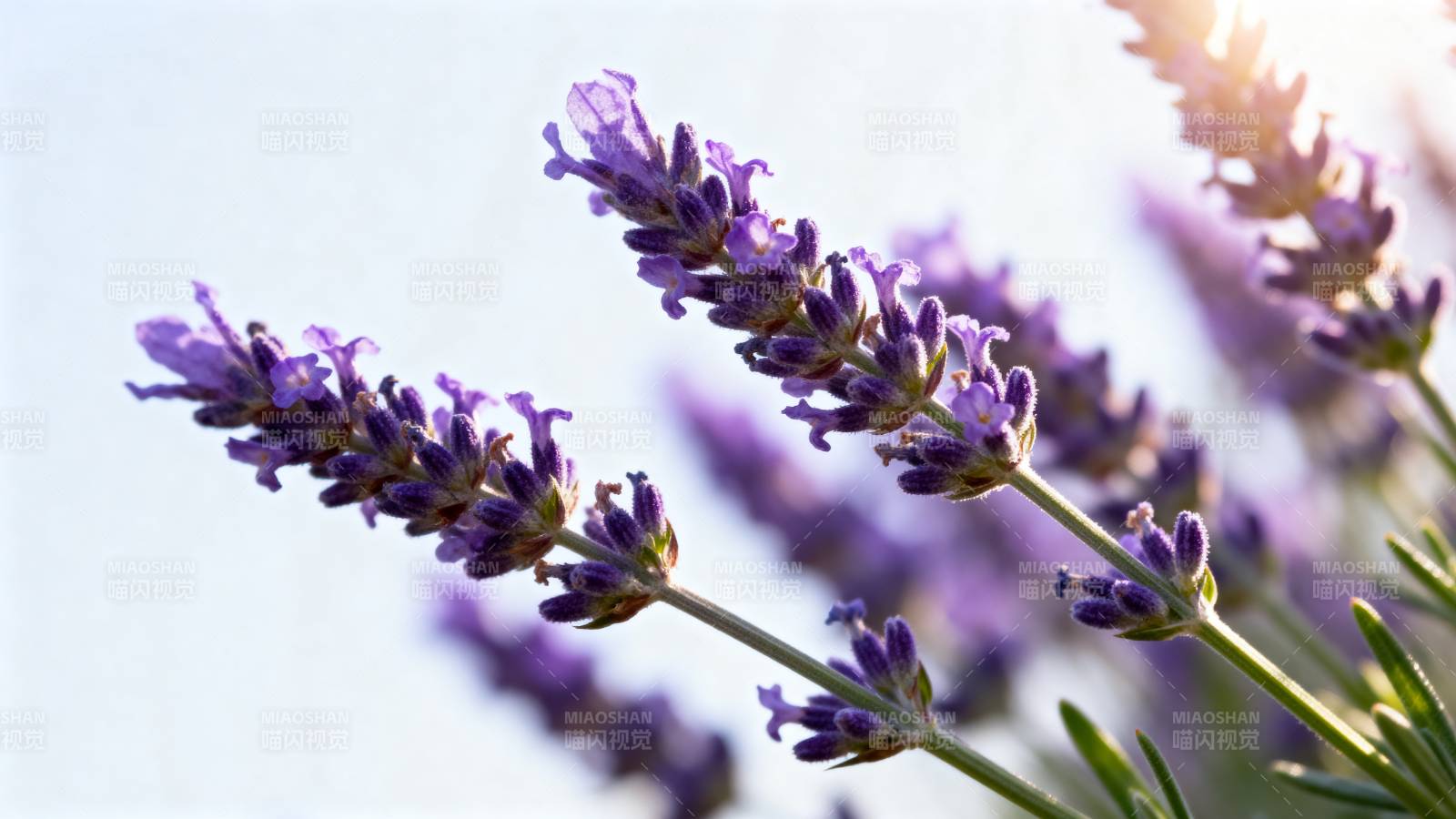 薰衣草花海图片