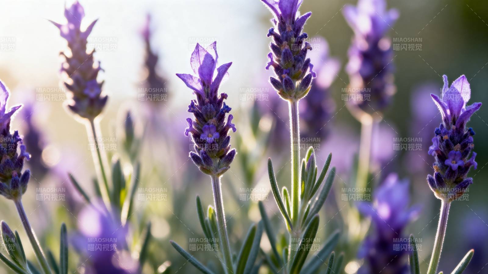薰衣草花海图片