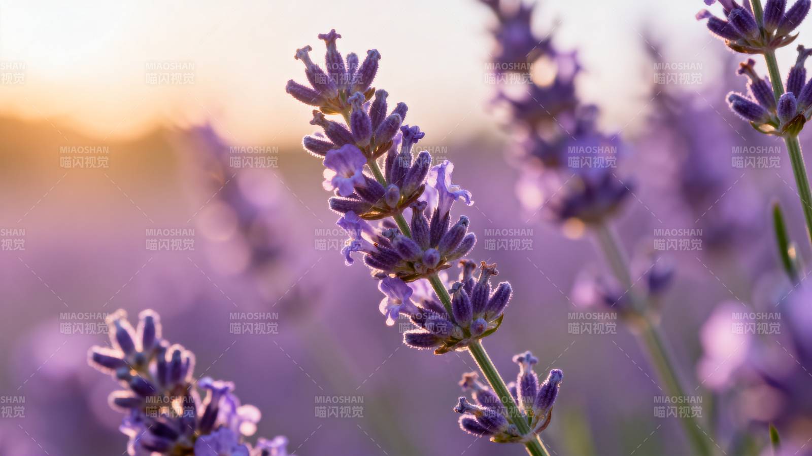 薰衣草花海日落图片