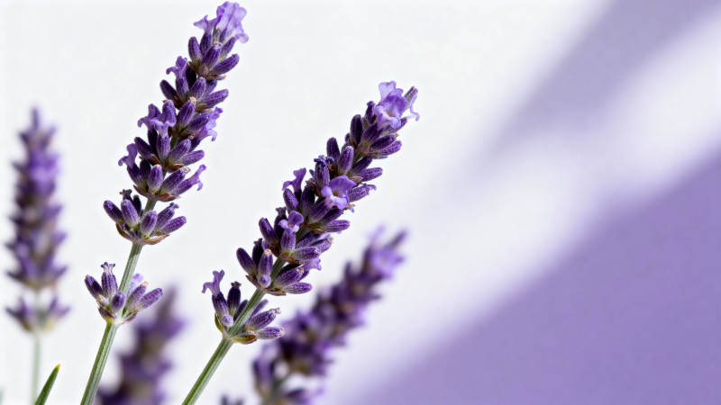 薰衣草花枝绽放图片