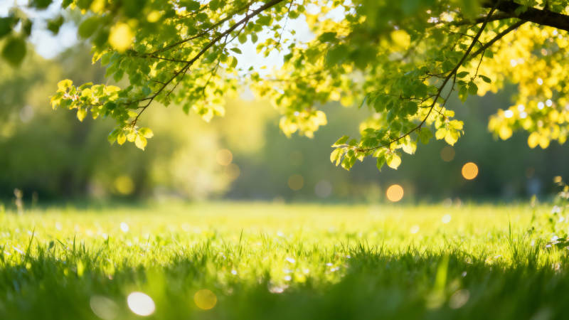 春日绿意盎然图片