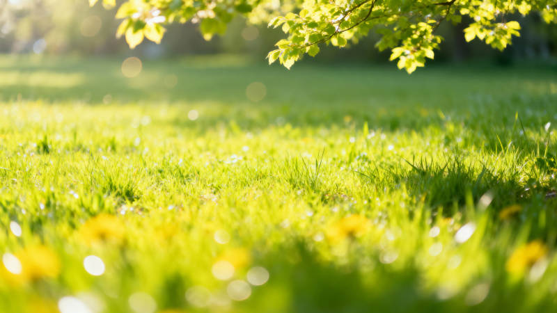春日绿茵花影图片