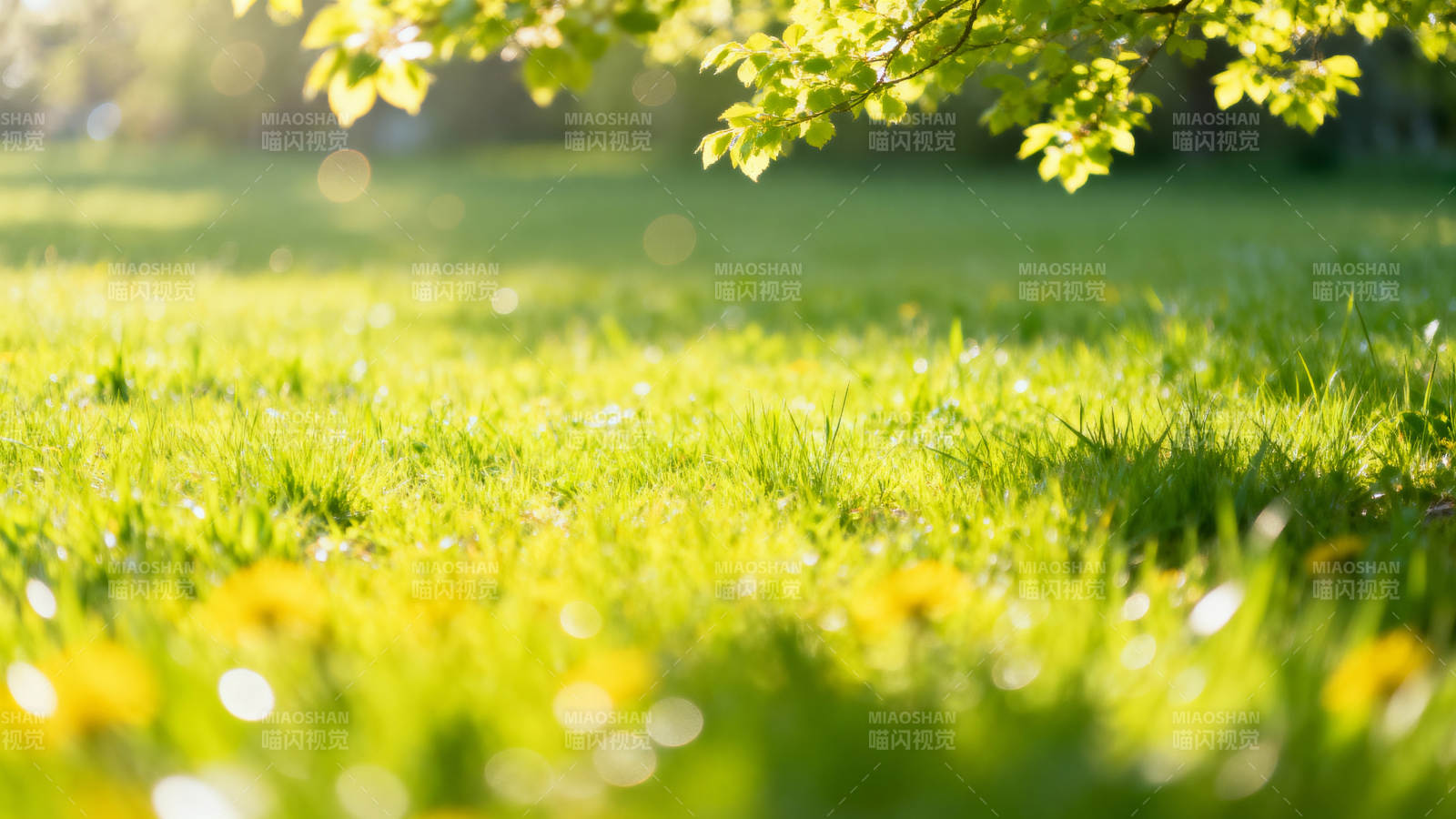 春日绿茵花影图片
