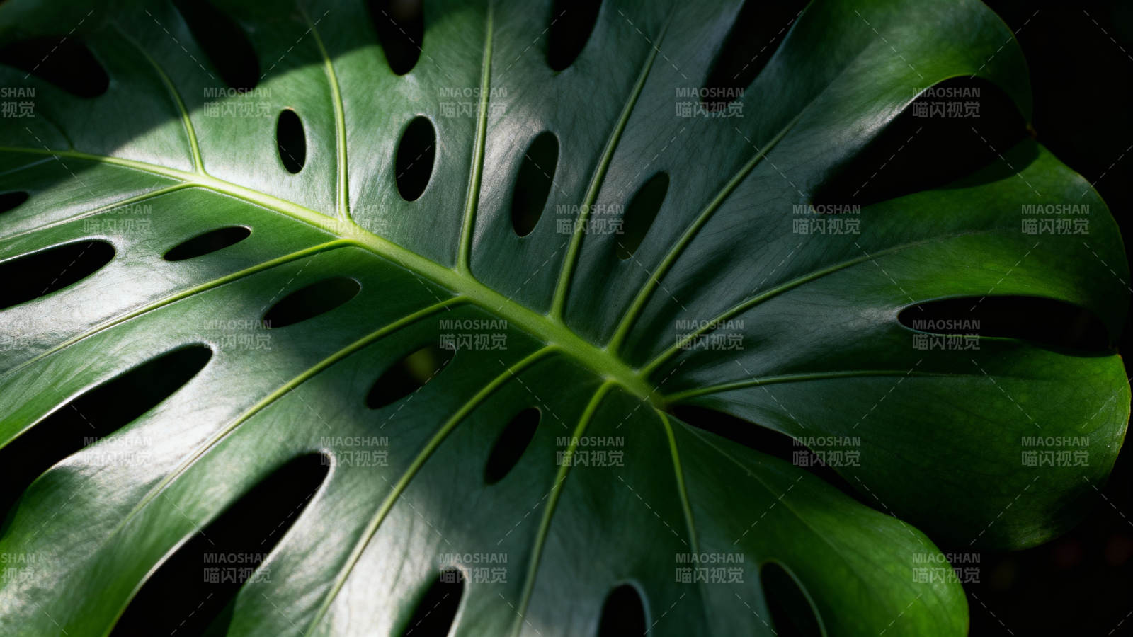 龟背竹叶特写图片