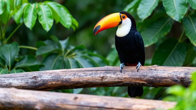巨嘴鸟栖息枝头图片