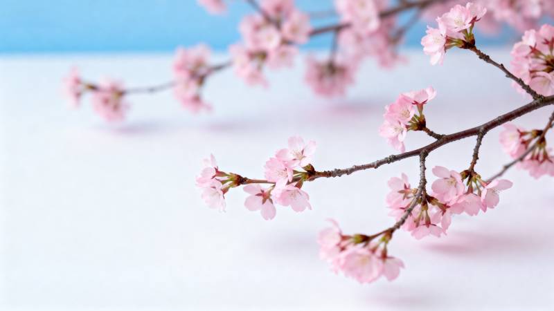 樱花绽放春意浓图片