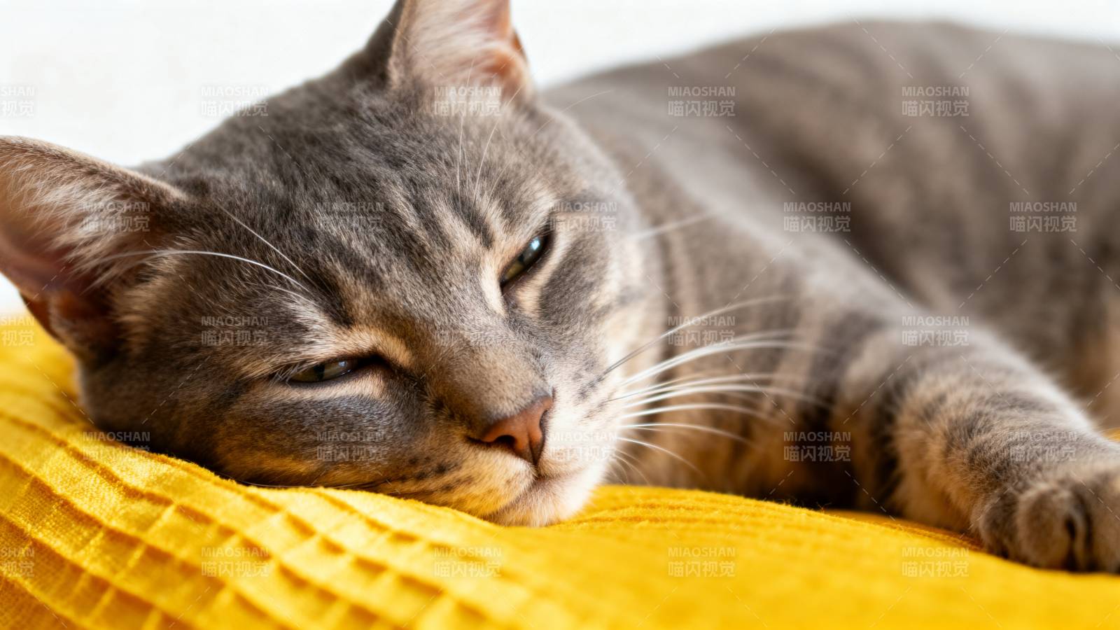 猫咪安睡黄毯上图片