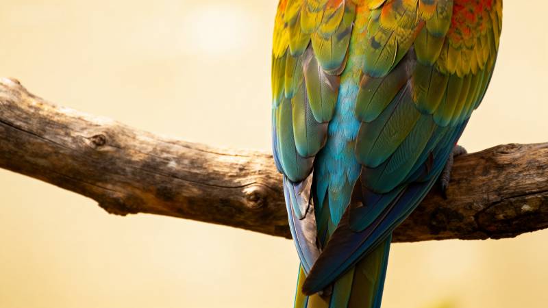 彩羽鹦鹉栖枝头图片