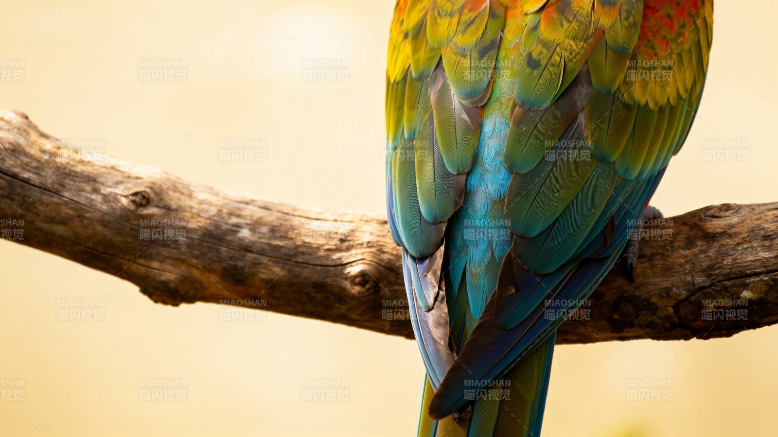彩羽鹦鹉栖枝头图片