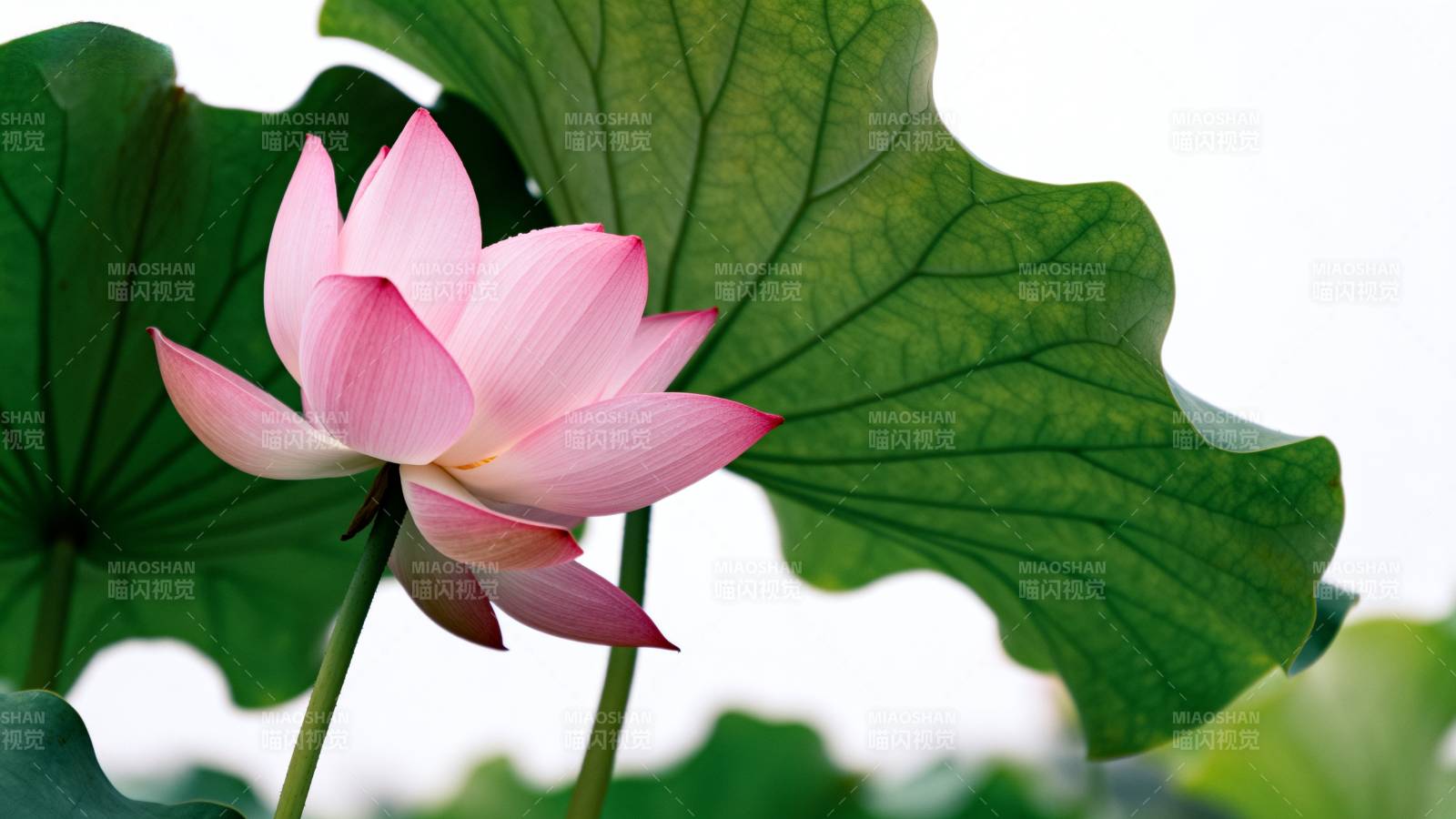 粉莲绿叶相映图片