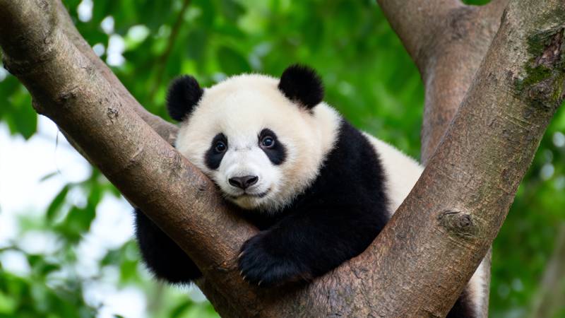 熊猫树上休憩图片