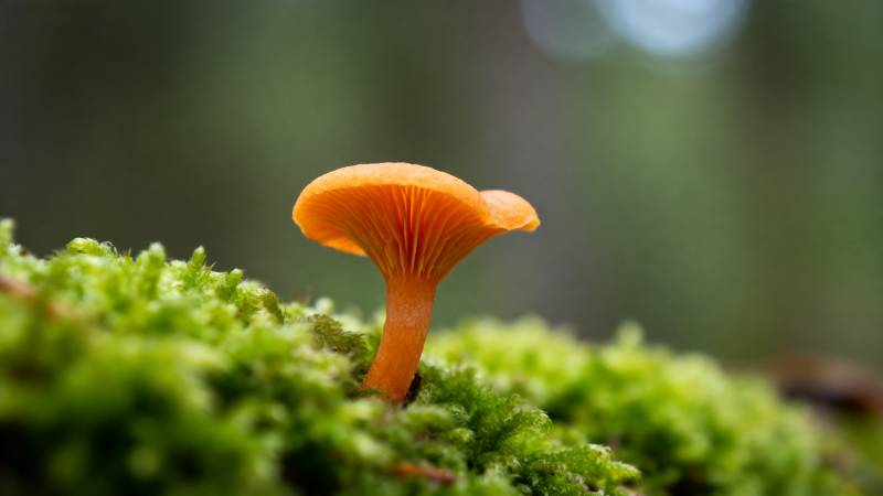 橙色小菇栖绿苔图片