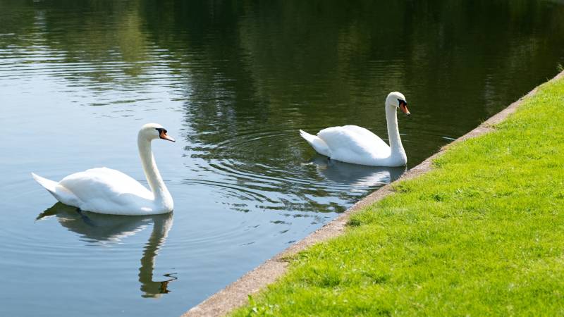湖畔双天鹅图片