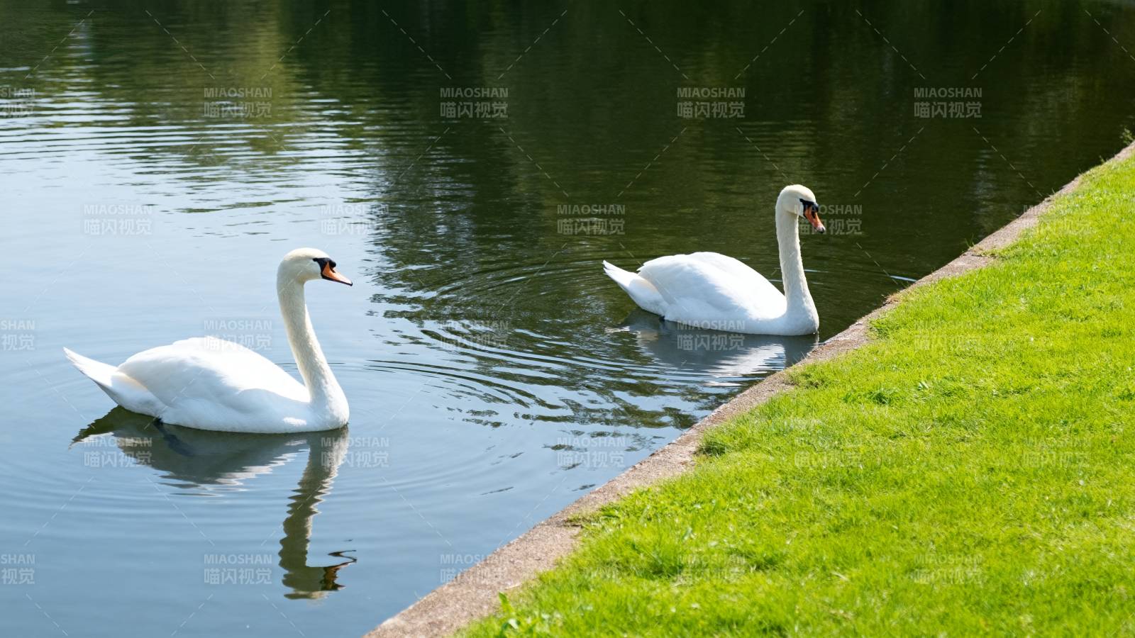 湖畔双天鹅图片