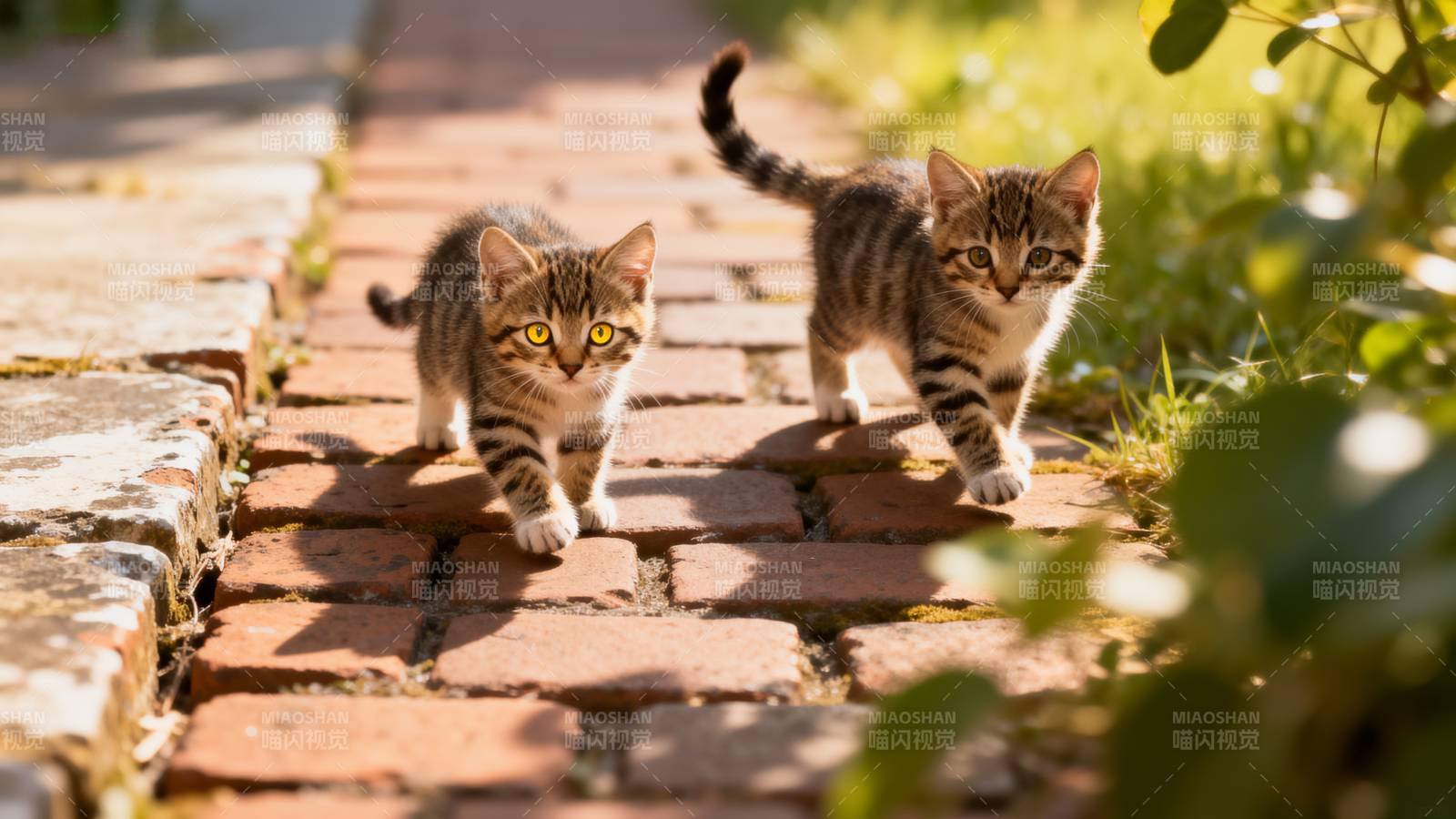 两只小猫在砖路上图片
