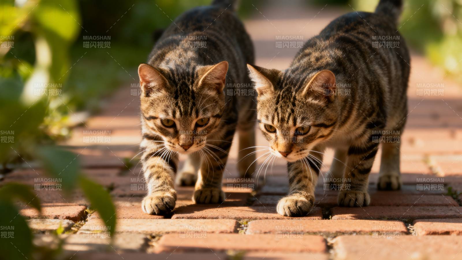 两只小猫并肩前行图片