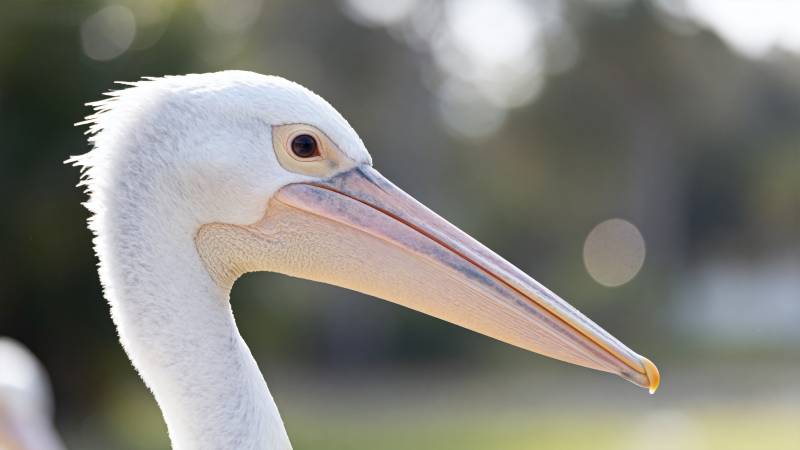 白鹈鹕特写图片