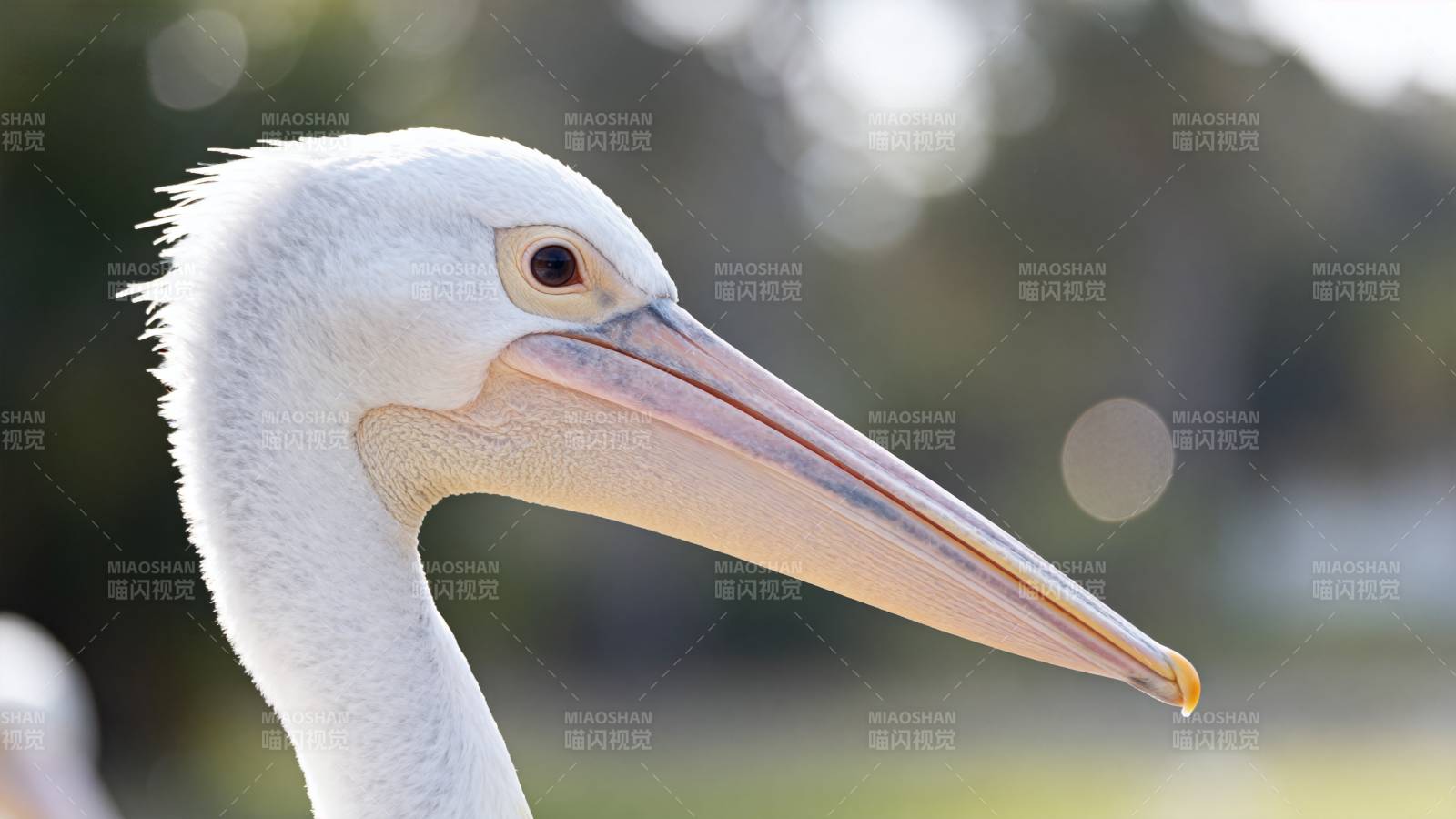 白鹈鹕特写图片