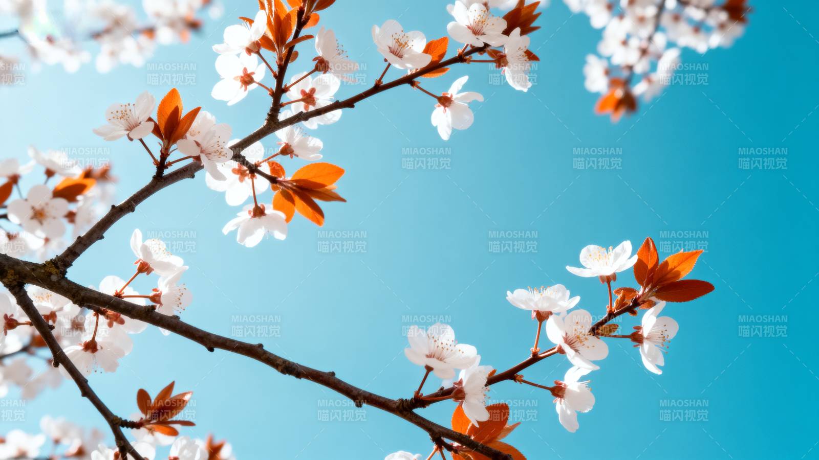 樱花绽放 春意盎然图片