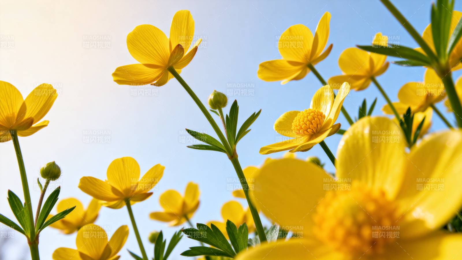 黄花迎春绽放图片